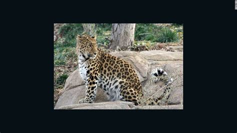 Leopard escapes from Salt Lake City zoo exhibit - CNN.com