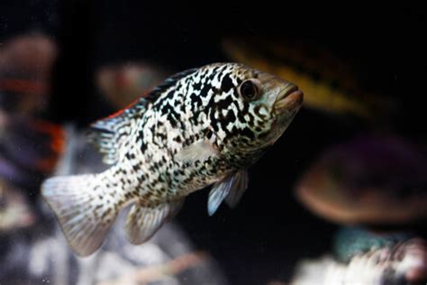 Cuban Cichlid: Care, Size, Appearance, Tank Mates & More