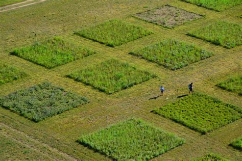 Species Diversity Key to Grassland Stability | EurekAlert!