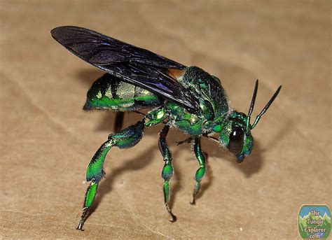 Amazon Metallic Green Bee (Green Orchid Bee -Euglossini-)