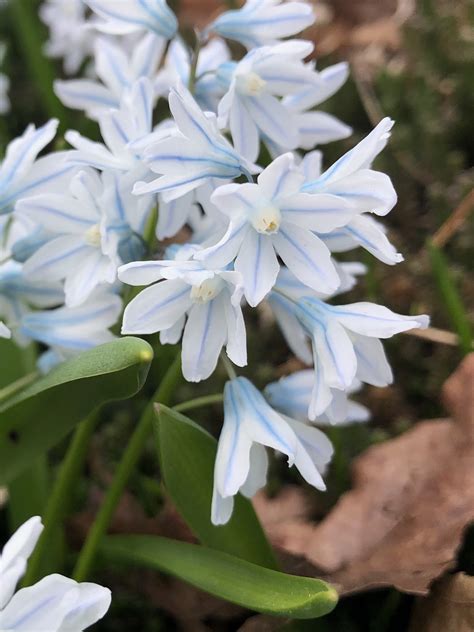 Wisconsin Wildflower | Striped Squill | Puschkinia scilloides