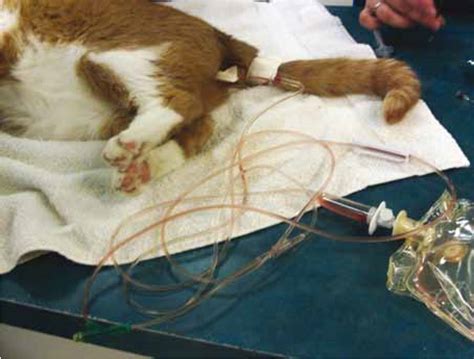 The Veterinary Nurse - Pathophysiology and treatment of kidney disease in cats