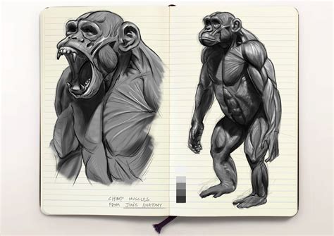 ArtStation - anatomy study_ape