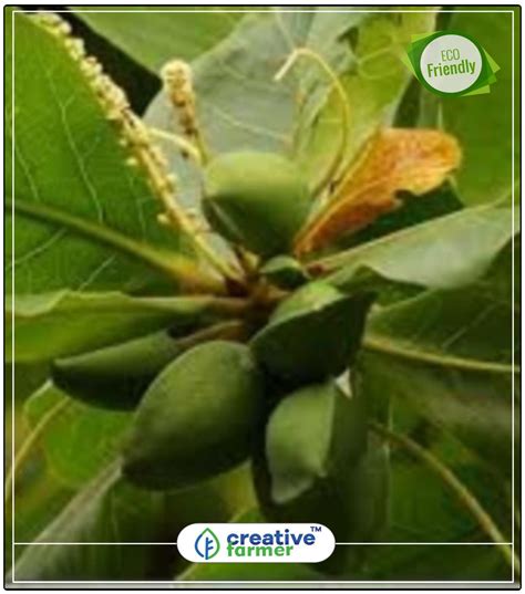 Buy Indian Badam Tree Seeds Fruit Tree Seeds Perfect Home Garden Plant ...