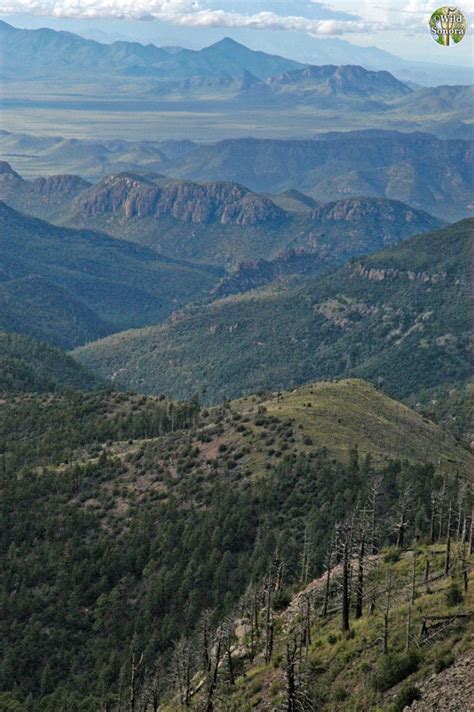 Chiricahua | Wild Sonora