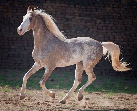 Sabino coloring on a Marwari | Schönste pferde, Pferde, Marwari pferde