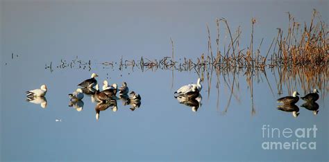 Snow Geese Migration Photograph by Elizabeth Winter - Pixels