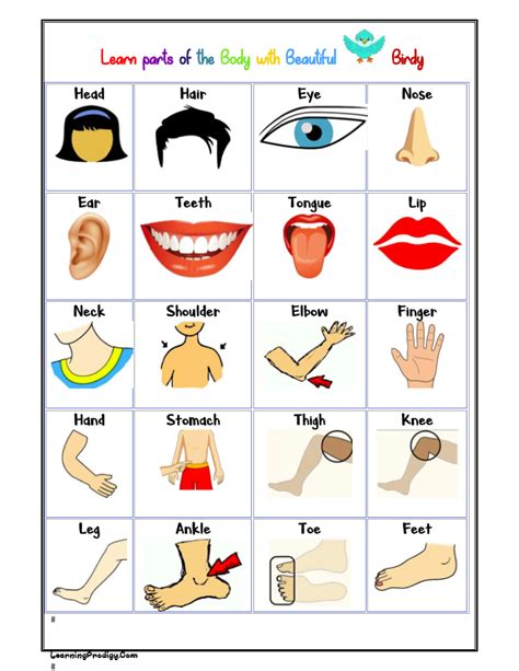 Chart Of Body Parts