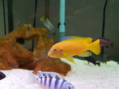 Show Us The Different Species of African Rift Lake Cichlids ...