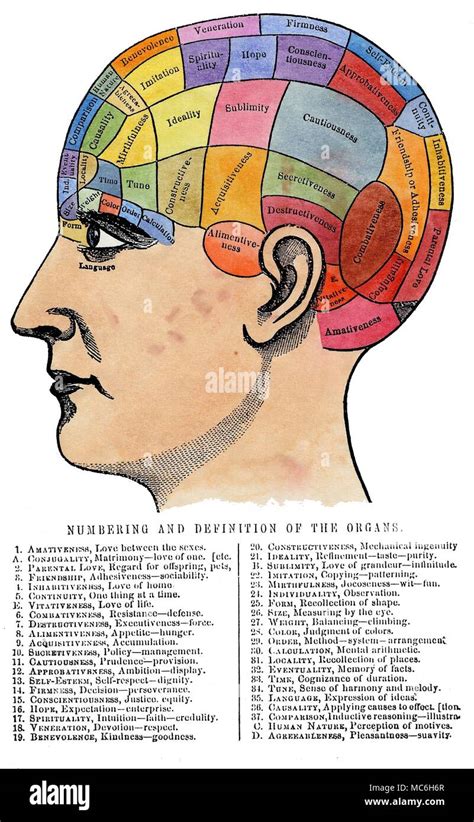 PHYSIOGNOMY AND PHRENOLOGY A phrenological chart, with keyword key to identifying the localities ...