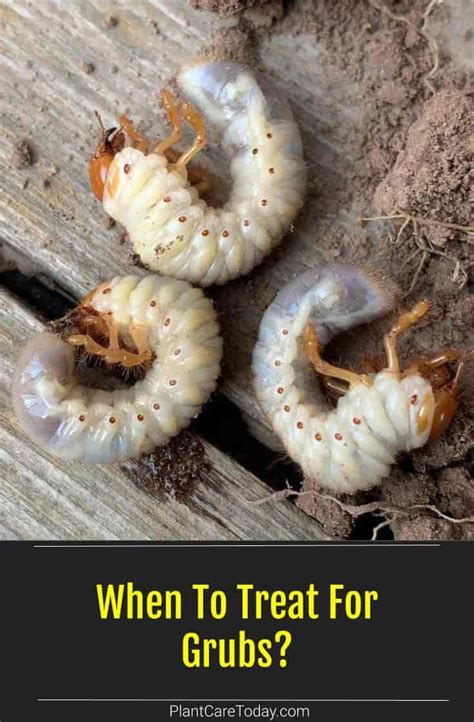 When To Treat For Grubs | PlantCareToday | Garden grubs, Grub worms, Grubs