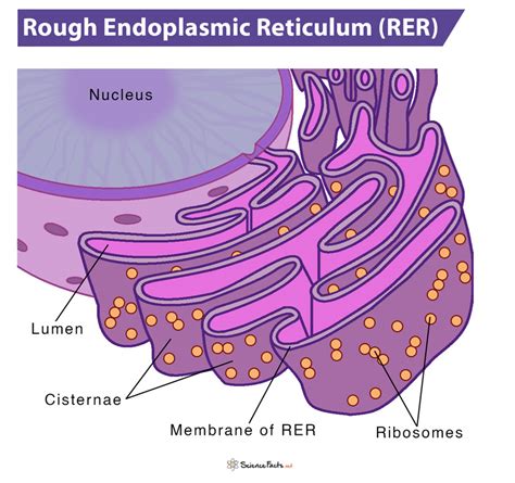 Plant Cell Rough Diagram Structure Cell Diagram | My XXX Hot Girl