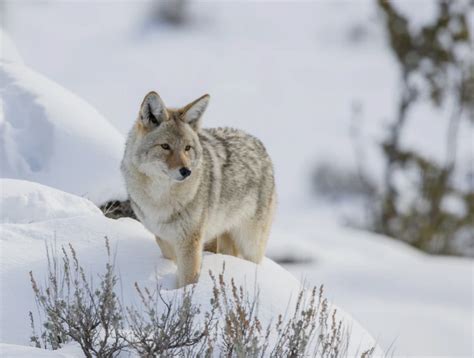 Coyotes risk it all to steal from mountain lions | College of Agricultural Sciences