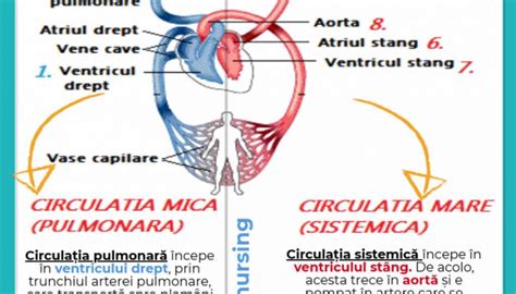 Circulația mare și mică a sângelui (explicație) - Brainly.ro