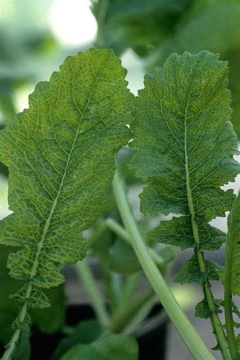 How to Identify and Treat Common Cauliflower Diseases | Gardener’s Path