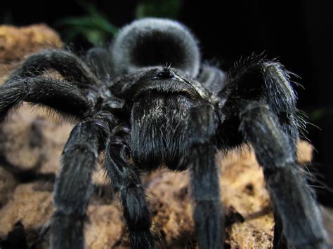 Beginner's Guide To The Brazilian Black Tarantula