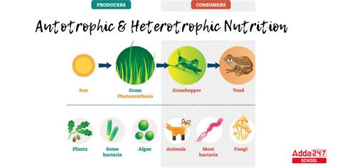 Heterotrophic Nutrition, Types, Diagram, and Examples for Class 10