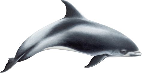 Dolphin PNG image transparent image download, size: 2800x1445px