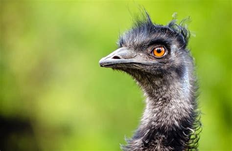 Emu - Description, Habitat, Image, Diet, and Interesting Facts