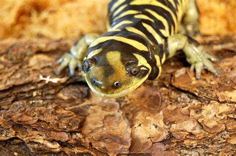 Kansas State Amphibian | Barred Tiger Salamander