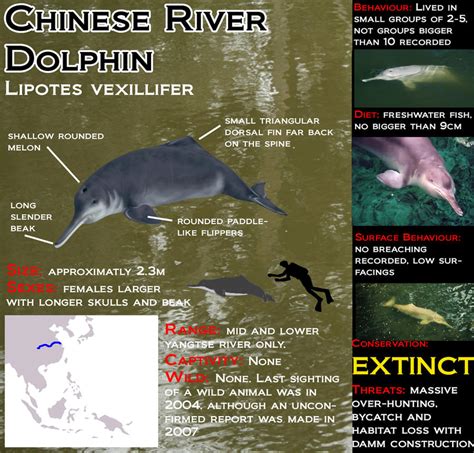 River Dolphin, Chinese by Shadow-and-Flame-86 on DeviantArt