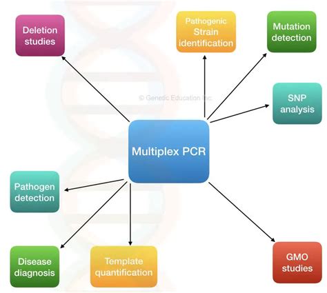 Multiplex PCR- Principle, Process, Protocol, Advantages, Limitations and Applications