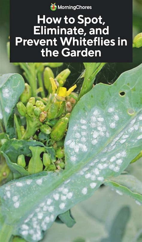 How to Spot and Get Rid of Whiteflies on Your Garden Plants