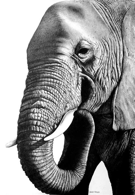 Elephant by Jerry Winick | Elephant drawing, Elephant print art ...