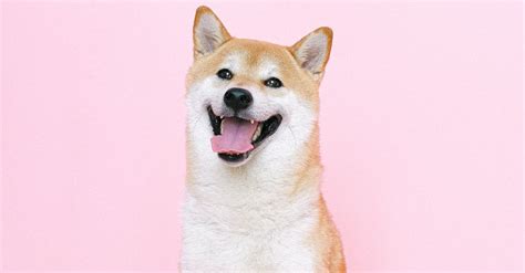 Portrait of Shiba Inu Dog · Free Stock Photo