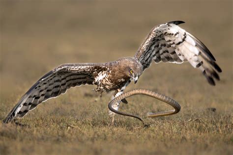 A Serpent's Worst Nightmare: Sake Eagles