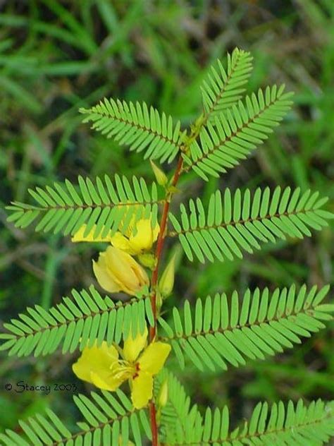 PlantFiles Pictures: Partridge Pea, Sleeping Plant, Beach Sensitive Pea ...