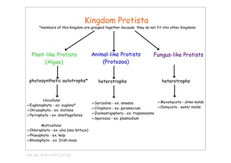 Kingdom Protista