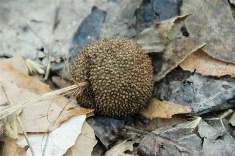 Collecting and Preparing a Sycamore Seed for Planting