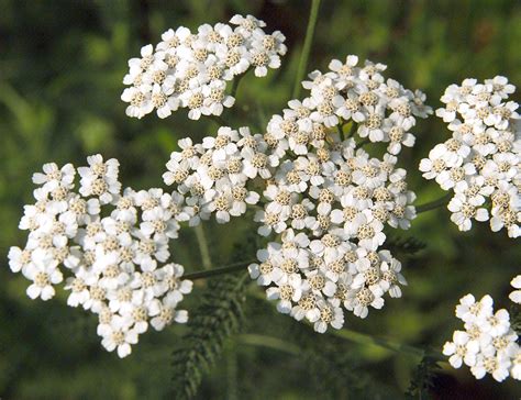 How to Plant and Grow Yarrow