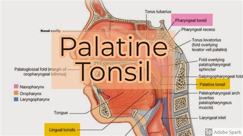 Palatine Tonsil Anatomy | Hot Sex Picture