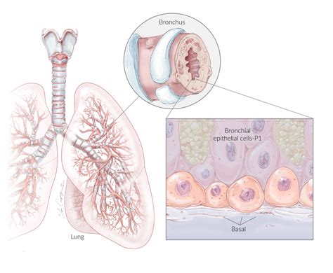 Proliferating Normal Human Bronchial Epithelial Cells-P1 | Novabiosis