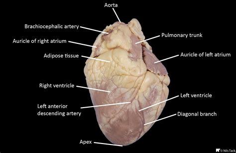 Labeled external anatomy of a sheep heart Heart Anatomy, Adipose Tissue ...