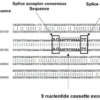 Blast alignment of human and mouse genomic sequence at the 9-nucleotide... | Download Scientific ...