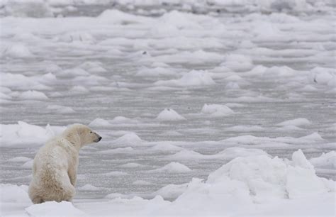 This Shocking Photo Of A Dead Polar Bear Is Raising Questions About Climate Change