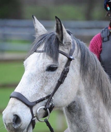 The First Step- Keeping the Ridden Horse Barefoot - Lessons from ...