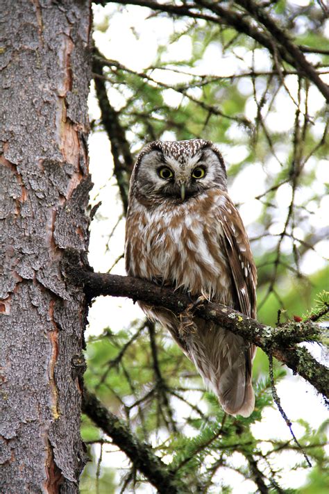 Pin by News-Miner editor on Interior Alaska birds 2012 | Alaska wildlife, Owl, Fairbanks