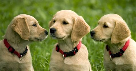 golden-retriever-puppies-wallpaper – Retrieving Independence