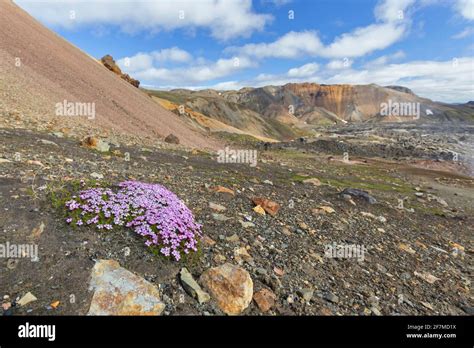 Moss campion / cushion pink (Silene acaulis) in flower on the tundra at ...