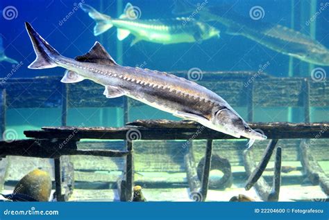 Beluga Sturgeon Aquarium Stock Photo - Image: 22204600