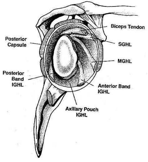 GLENOHUMERAL JOINT