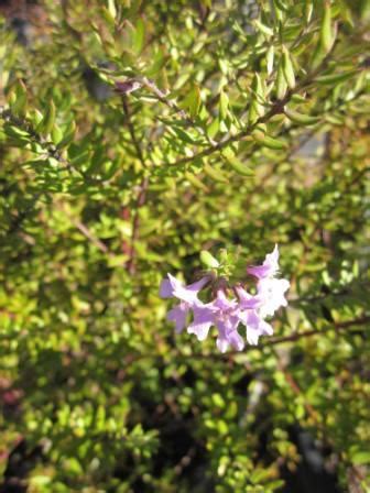 Westringia fruticosa 'Blue Gem' • Australian Native Plants • Plants • 800.701.6517