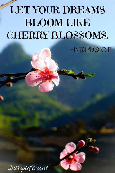 165 Beautiful CHERRY BLOSSOM QUOTES and CAPTIONS for Instagram u2022 ...