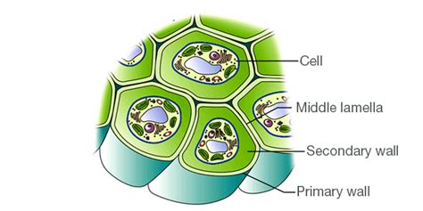 Plant Cell Wall Layers