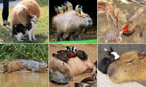 Capybara With Other Animals. : r/Damnthatsinteresting