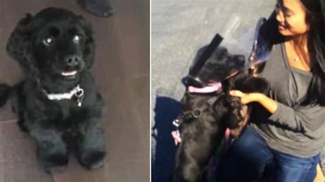 Blind Rescue Dog Sees Her Family For The First Time After Getting Eye ...